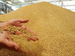 Пшеница фуражная