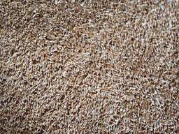 Пшеница фуражная кормовая