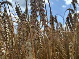Пшеница фуражная урожая 2025 года