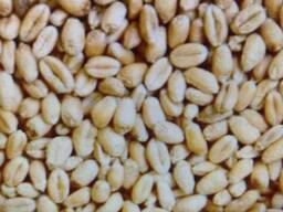 Пшеница кормовая