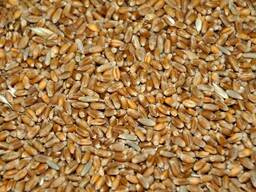 Пшеница кормовая