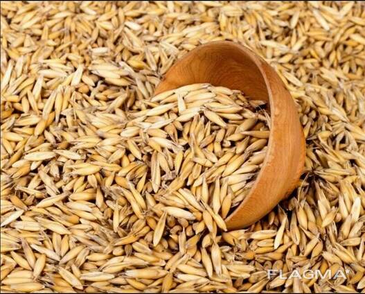 Пшеница, Овес. Доставка.