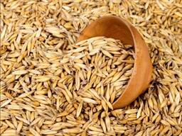 Пшеница, Овес. Доставка.