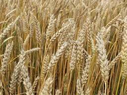 Пшеница яровая фуражная