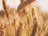 Пшеницу фуражную - фото 1