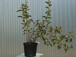 Пузыреплодник калинолистный "Red Baron"