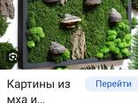 Рано из стабилизированного мха 2×3. кашпо - фото 2