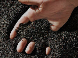 Рапс насыпью