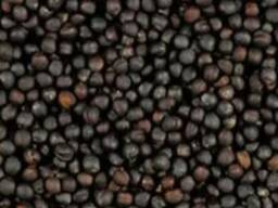 Рапс продовольственный