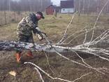 Расчистка участка. Спил деревьев, вырубка кустарников, корчевка пней. - фото 3