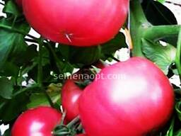 Рассада томатов