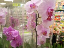 Саженцы в ассортименте