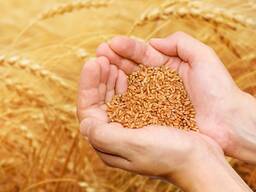 Реализуем зерно, пшеница, ячмень, тритикале, рапс