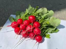 Редис
