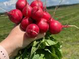 Редис - фото 1