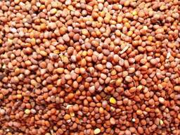 Редька масличная