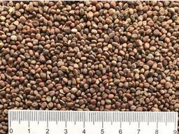 Редька масличная