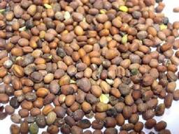 Редька масличная