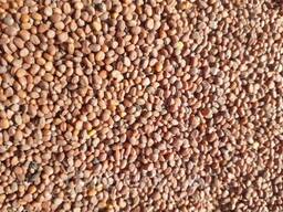 Редька масличная