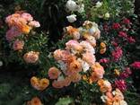 Роза Bessy почвопокровная горшок С3 - фото 1