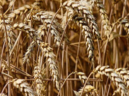 Пшеница фуражная, продовольственная