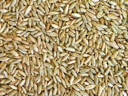 Рожь фуражная и продовольственная