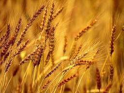 Рожь фуражная