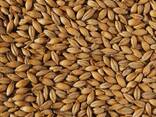 Рожь продовольственная - фото 1