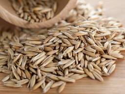 Рожь фуражная, ячмень фуражный