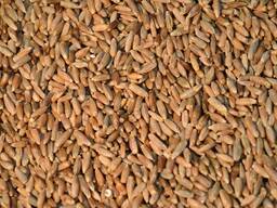 Рожь продовольственная