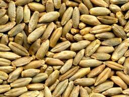 Рожь продовольственная органическая