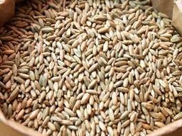 Рожь укосная супер элита