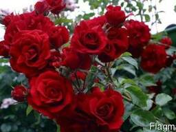 Розы корнесобственные из питомника.