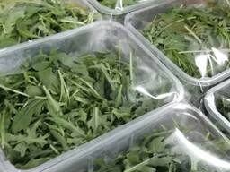 Руккола, листовые салаты, ароматические травы из Испании и Италии. Прямые поставки