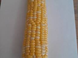 Сахарная кукуруза