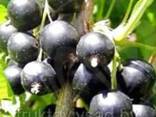Сажеенцы смородины черной оптом и розницу - фото 1