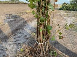 Саженцы черной смородины оптом