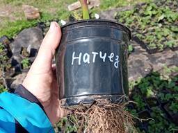 Саженцы ежевики бесшипой