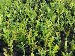 Саженцы голубики