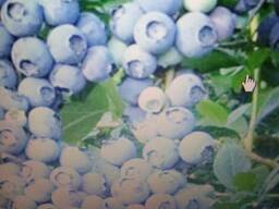 Саженцы голубики