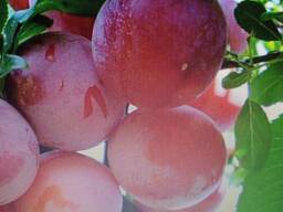 Саженцы в ассортименте оптом