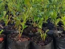 Саженцы голубики Блюкроп.