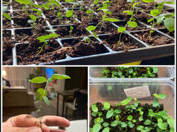 Саженцы голубики in vitro