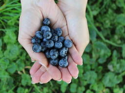 Саженцы голубики оптом сорт Элиот (Elliott)