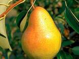 Саженцы Груши Осенние - фото 1