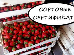 Саженцы клубники Альба