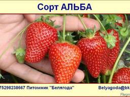 Саженцы клубники Альба/Alba