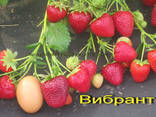 Саженцы клубники сорт Брила - купить в Беларуси - фото 3