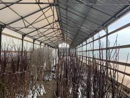 Саженцы плодово-ягодных деревьев и кустарников