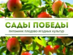 Саженцы плодово-ягодных культур в питомнике "Сады Победы"
